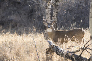 Maximize Your Hunting Success with Whitetail Deer Decoys: A Comprehensive Guide