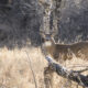 Maximize Your Hunting Success with Whitetail Deer Decoys: A Comprehensive Guide