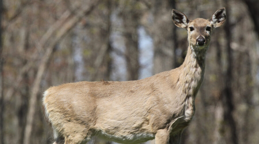 Chronic Wasting Disease: Understanding the Impacts and Risks of this Contagious Disease in Deer, Elk, and Moose Populations