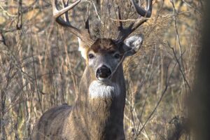 Complete Guide to Scent Control for Hunting Whitetail: Products, Top Brands, Benefits