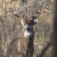 Complete Guide to Scent Control for Hunting Whitetail: Products, Top Brands, Benefits