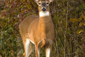 How to Tell if a Whitetail Buck is Mature