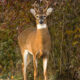 How to Tell if a Whitetail Buck is Mature